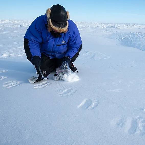 En person samlar in prover från isbjörns spår i snön.